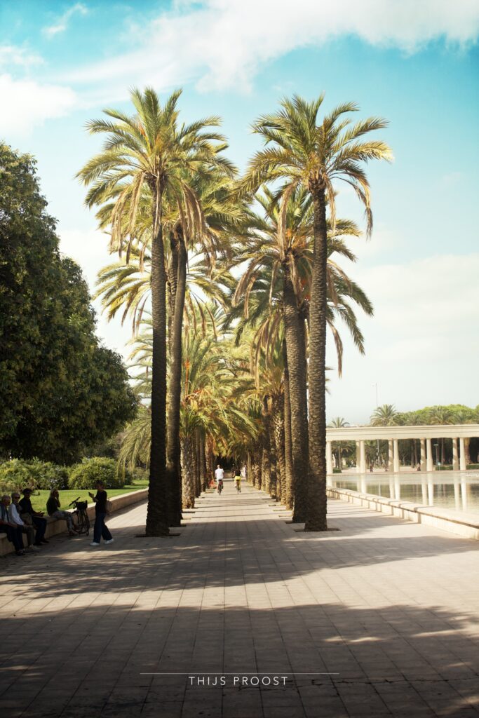 Palm trees in Valencia Park.